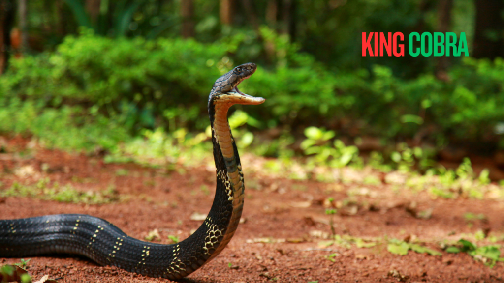King Cobra