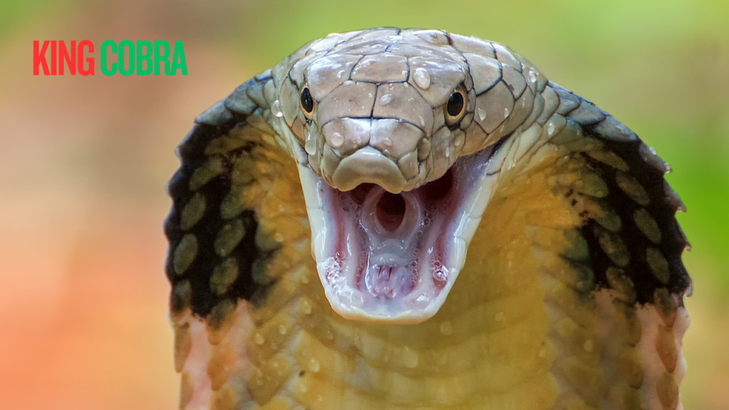 King Cobra