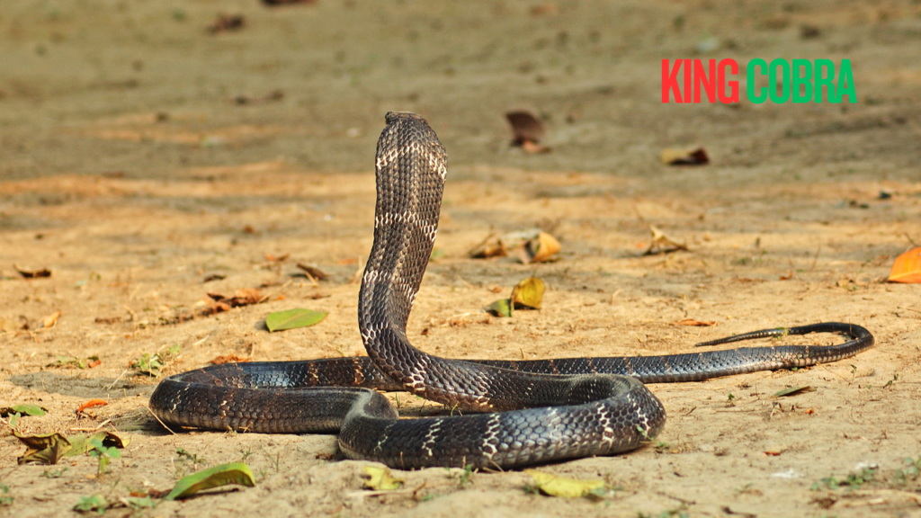 King Cobra