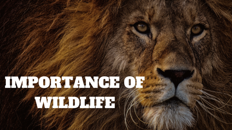 importance-of-wildlife-wildchapter