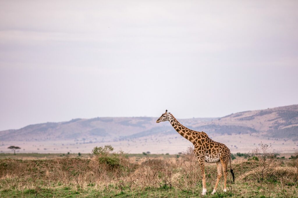 giraffe, long-necked, artiodactyl-5799824.jpg