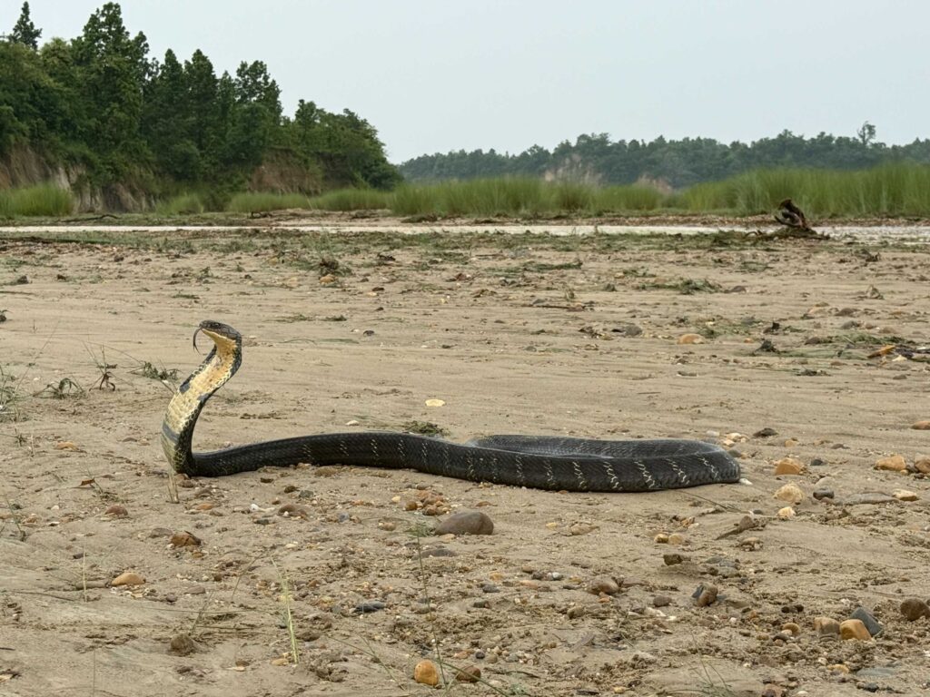 King Cobra