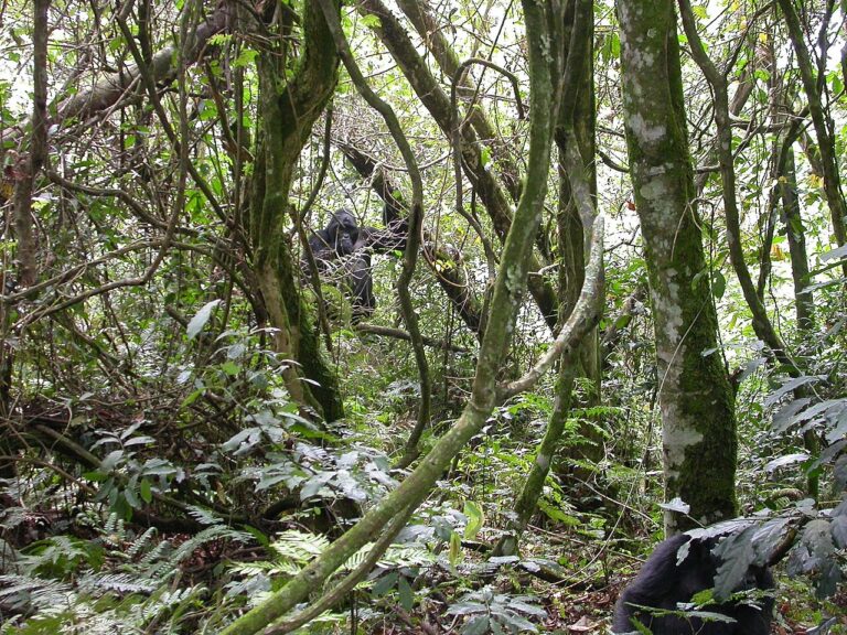 Bwindi Impenetrable Forest: Complete Gorilla Trekking Guide