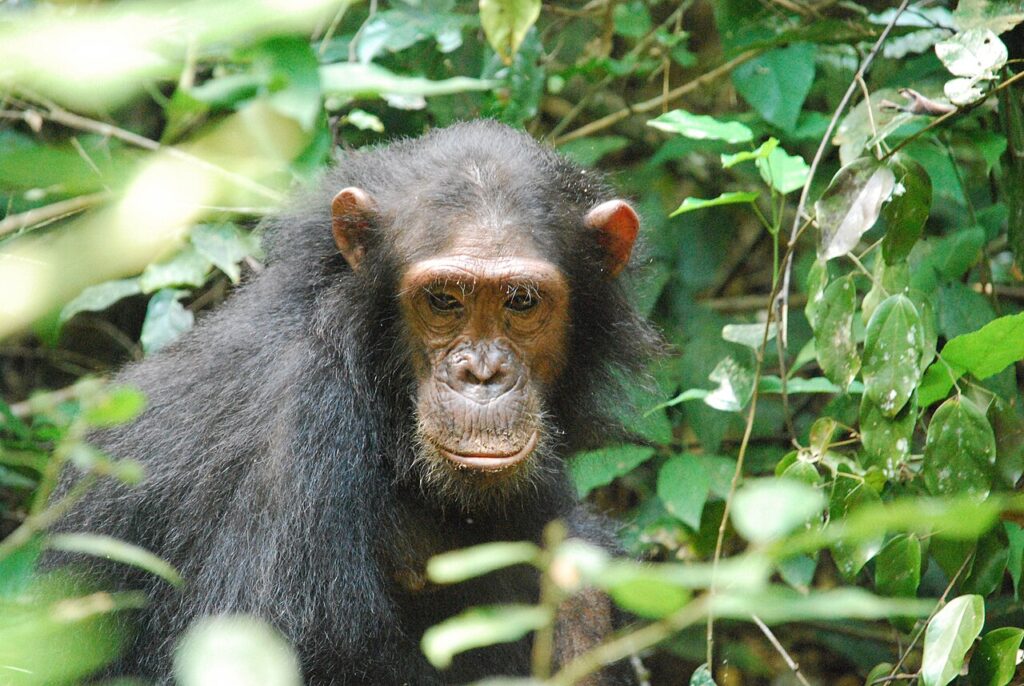 Mahale and Gombe: Chimpanzee Trekking in Tanzania