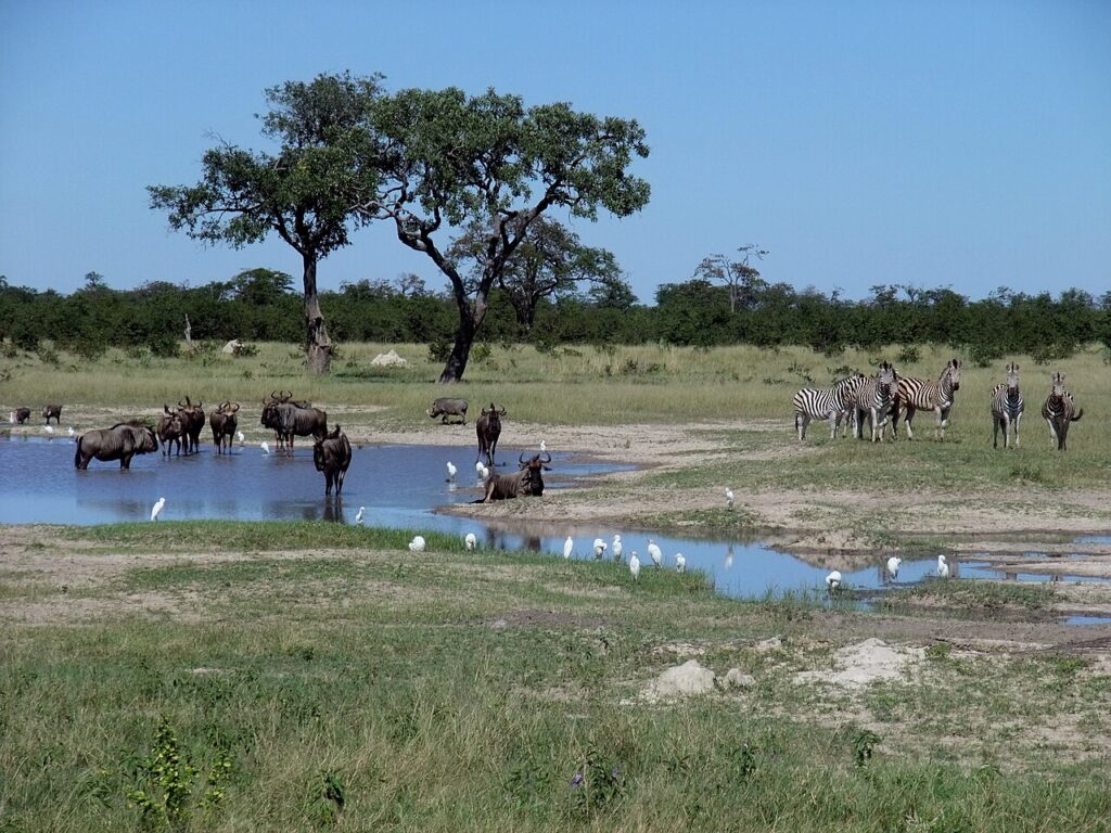 Chobe National Park: The Elephant Capital of Africa