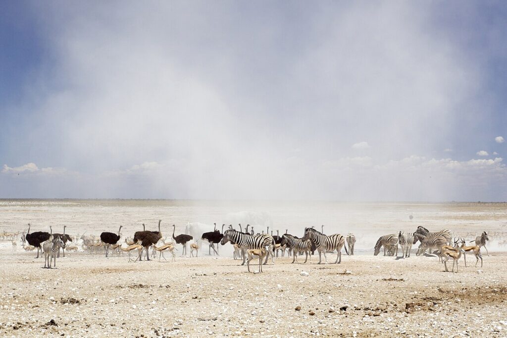 Etosha National Park: Waterhole Safaris and Self-Drive Tips