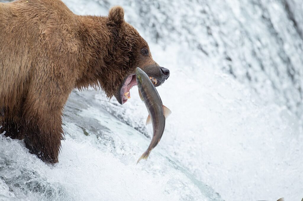 Fat Bear Week 2026: Sixteen Brown Bears Battle for the Crown as Katmai Sees a Cub Boom