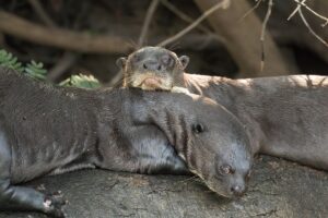 Giant Otter