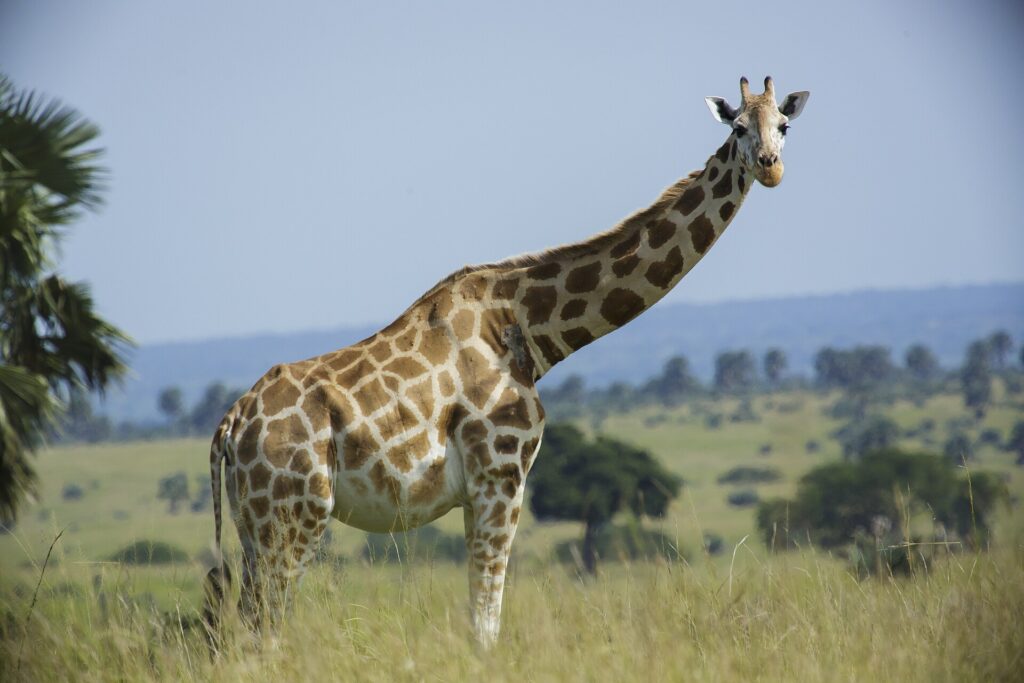 Giraffe