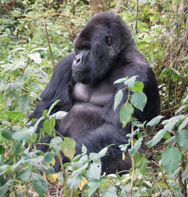 Gorilla Trekking in Uganda vs Rwanda: Permits, Costs and Tips