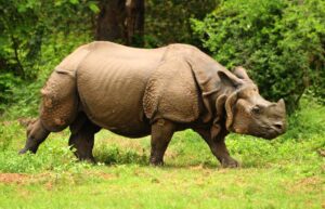 Greater One-horned Rhinoceros