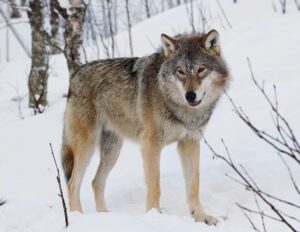 Grey Wolf