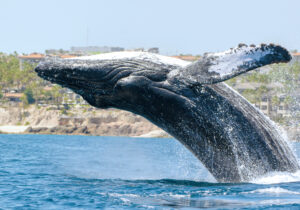 Humpback Whale