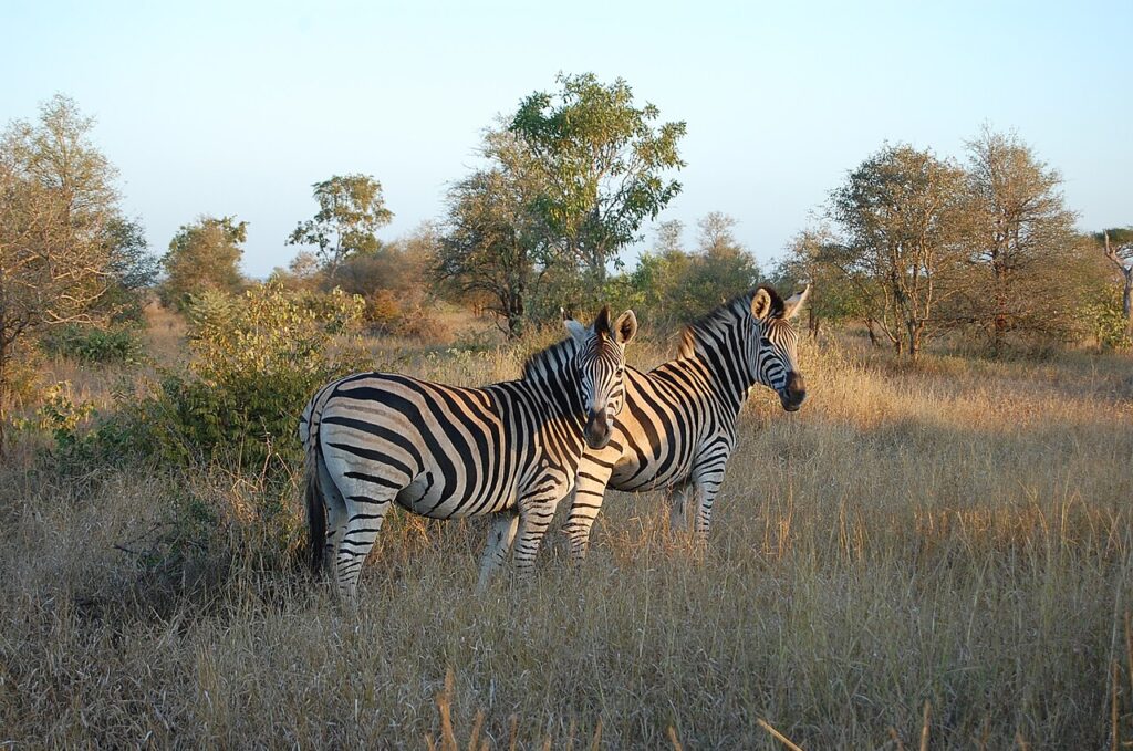 Kruger National Park Self-Drive Guide