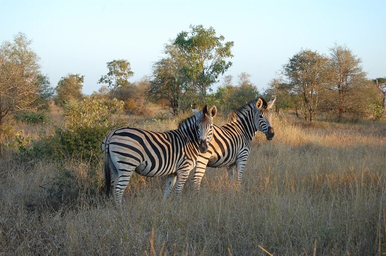 Kruger National Park Self-Drive Guide