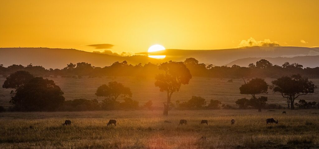 Maasai Mara Safari Guide: Conservancies, Crossings and Costs