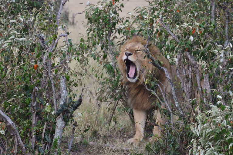 Nairobi National Park: A Safari on the City's Edge