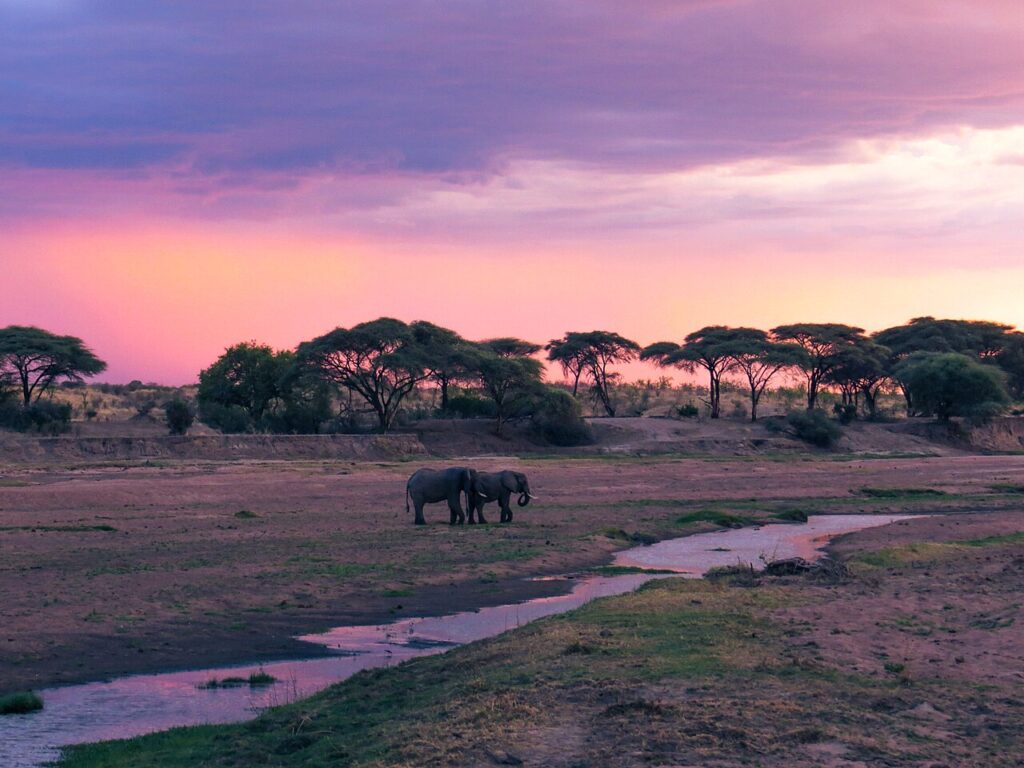 Ruaha and Nyerere (Selous): Tanzania's Wild South