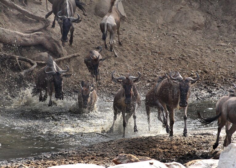 Serengeti Great Migration: A Month-by-Month Guide