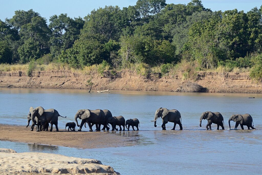 South Luangwa Walking Safaris: Zambia's Leopard Valley on Foot
