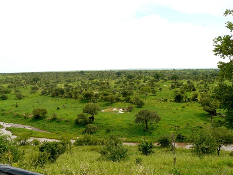 Tarangire National Park: Elephants, Baobabs and When to Go