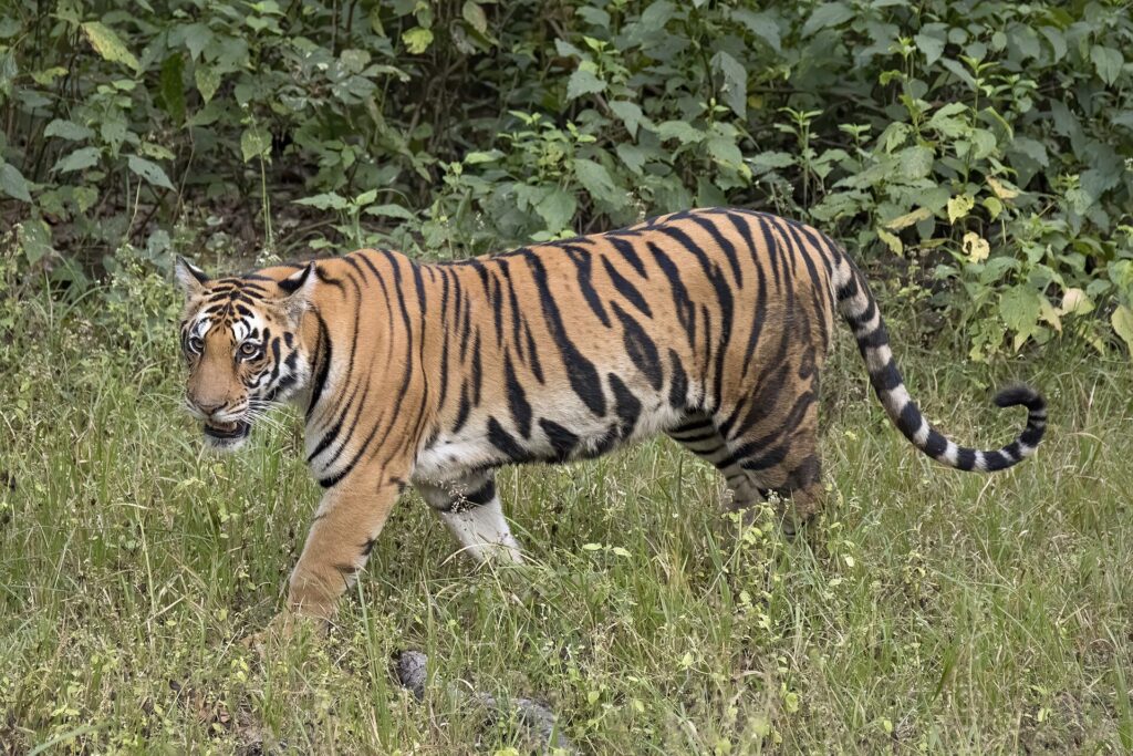 Tiger