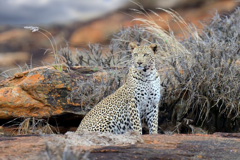 Tsavo East and West Safari Guide