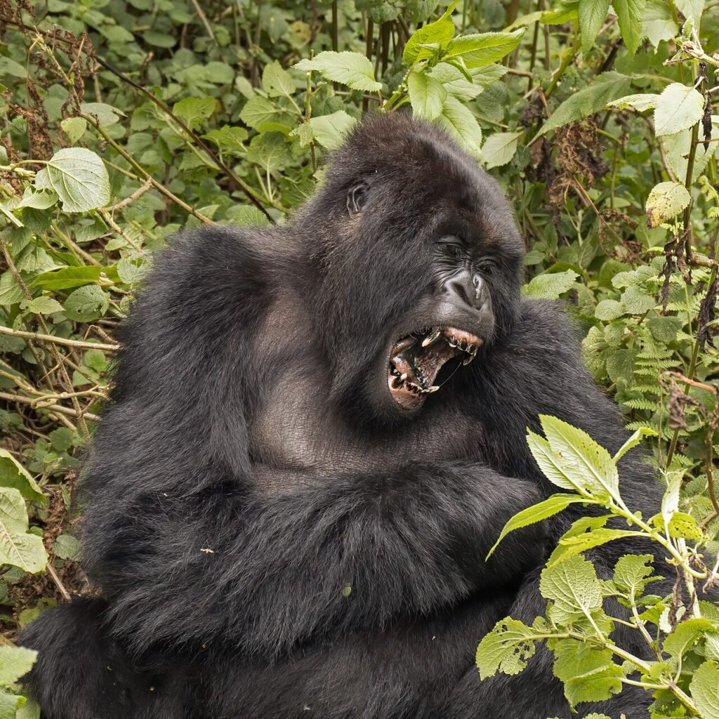 Volcanoes National Park: Gorillas and Golden Monkeys