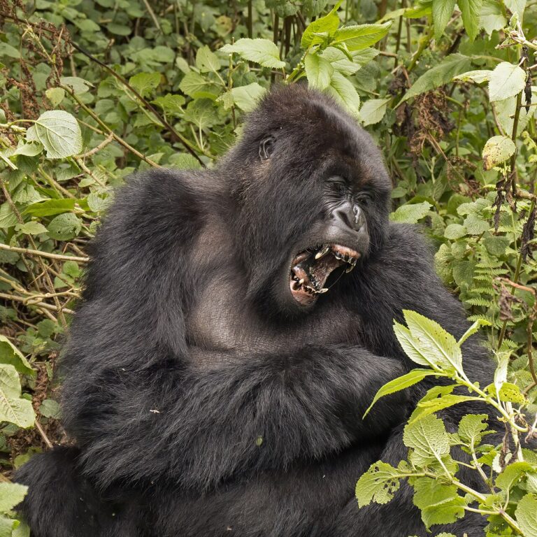 Volcanoes National Park: Gorillas and Golden Monkeys