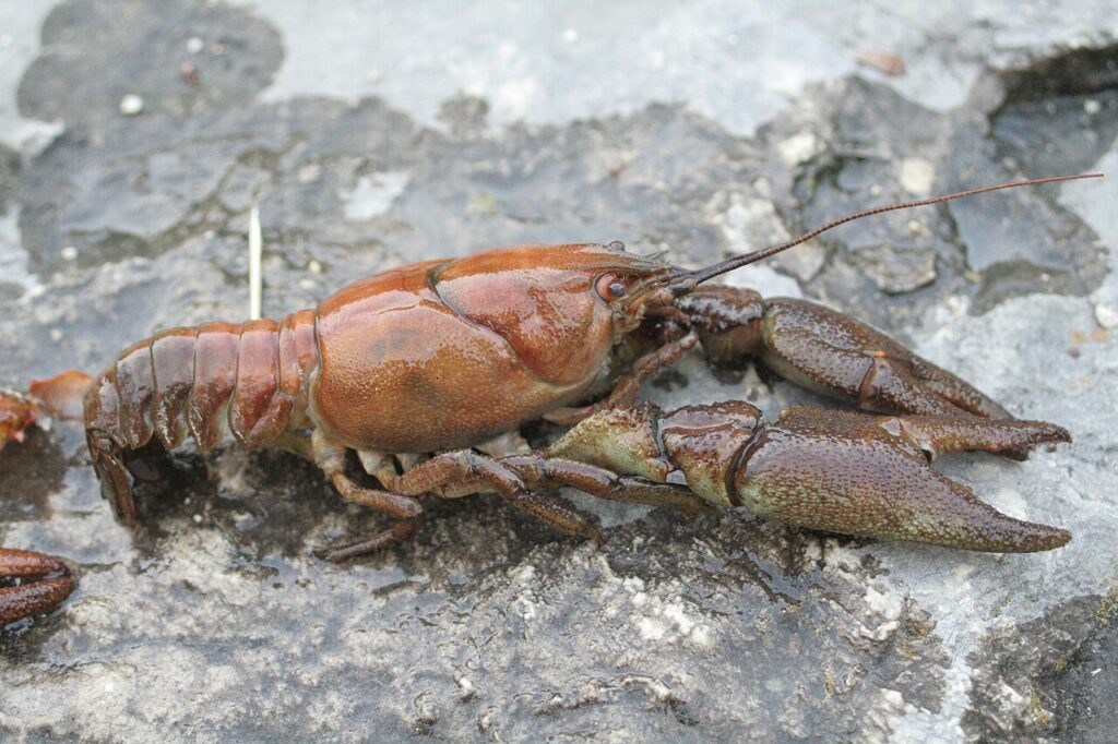 England Launches Its Biggest Effort Yet to Save the White-clawed Crayfish