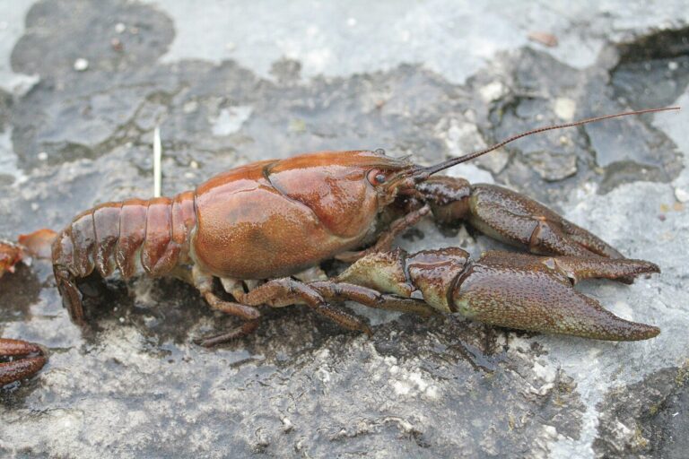 England Launches Its Biggest Effort Yet to Save the White-clawed Crayfish