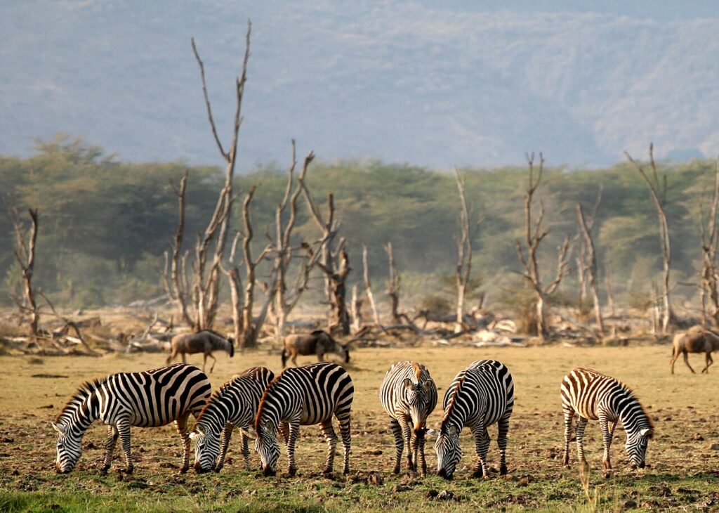 The Best African Safari Itinerary for 10 Days
