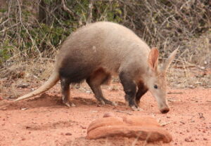 Aardvark