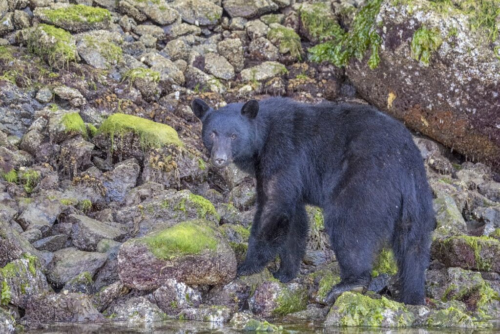 American Black Bear