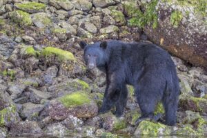 American Black Bear