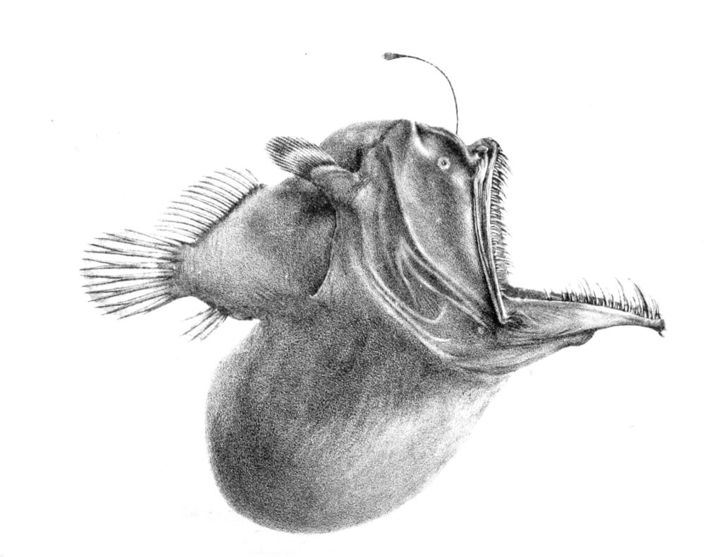 Anglerfish
