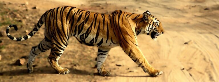Bandhavgarh National Park Safari Guide