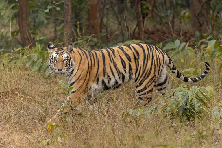 Best Places to See Tigers in India