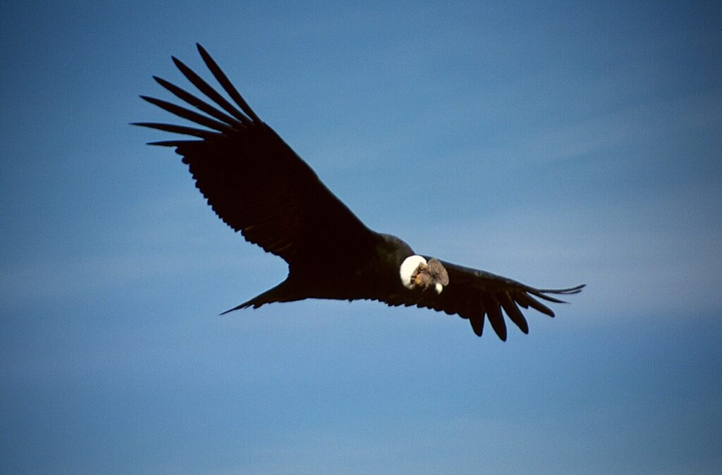 Birding in Colombia: The World's Birdiest Country