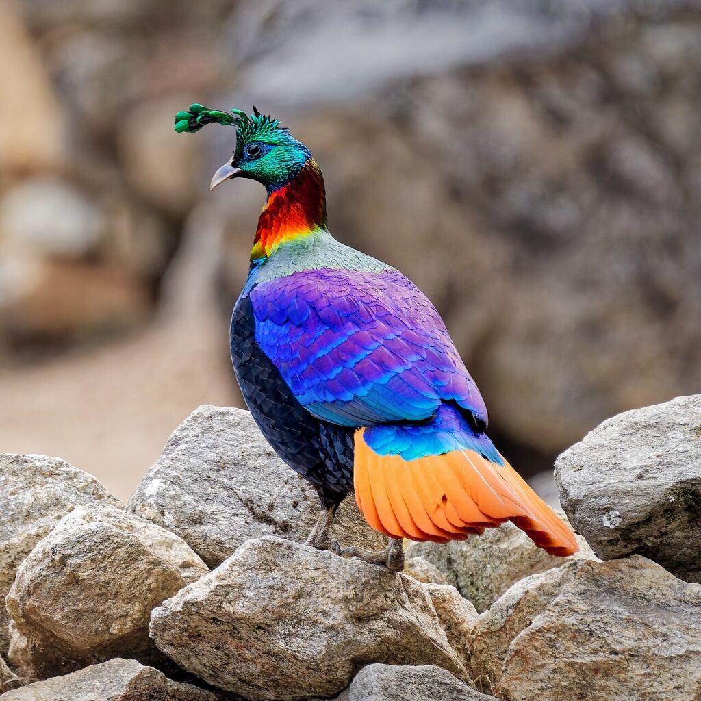 Birdwatching in Nepal: Best Birding Sites, Seasons and Species