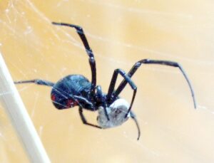Black Widow Spider