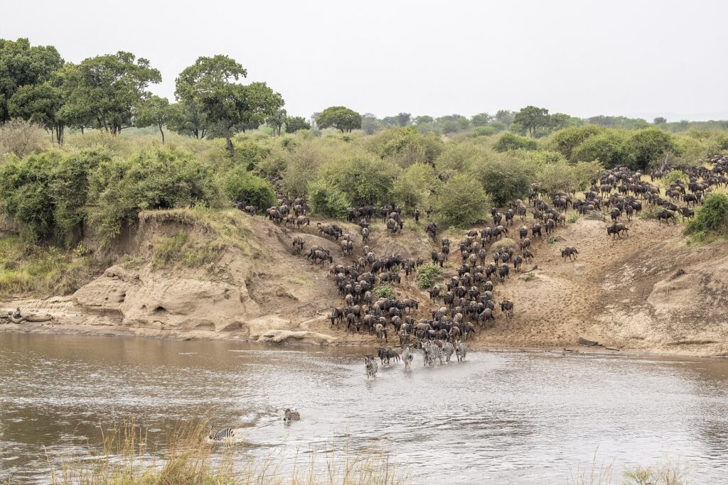Blue Wildebeest
