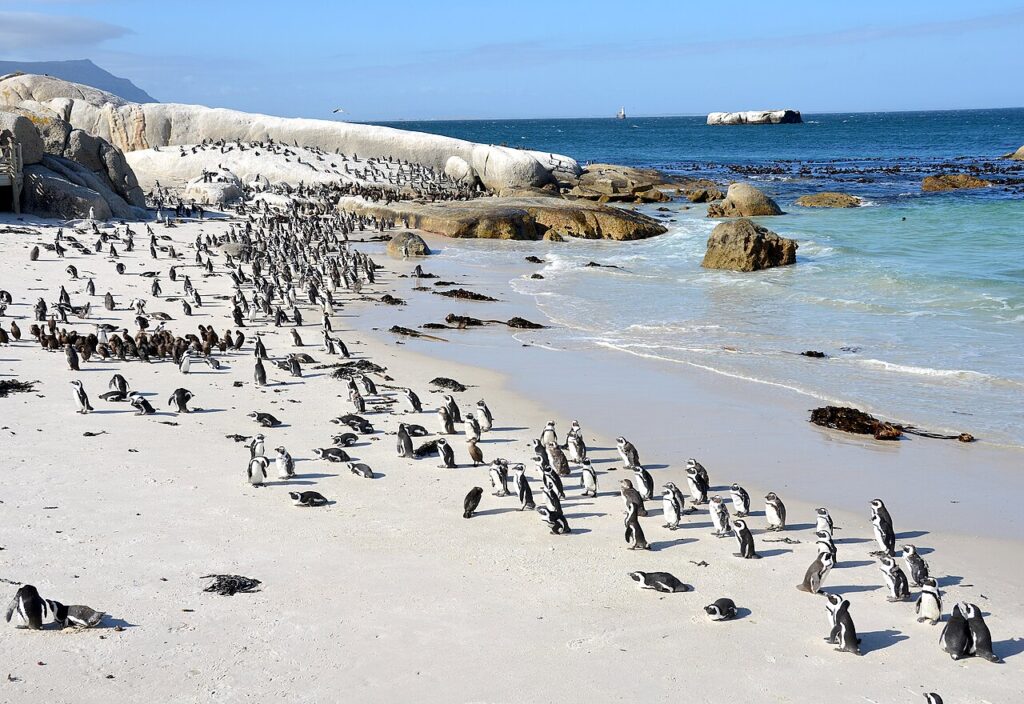 Cape Town Wildlife: Penguins, Whales and Great White Sharks