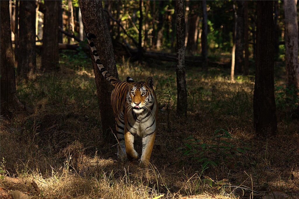 Central India Tiger Safari Itinerary: 12 Days