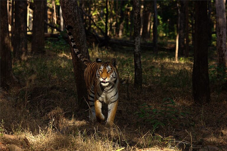 Central India Tiger Safari Itinerary: 12 Days
