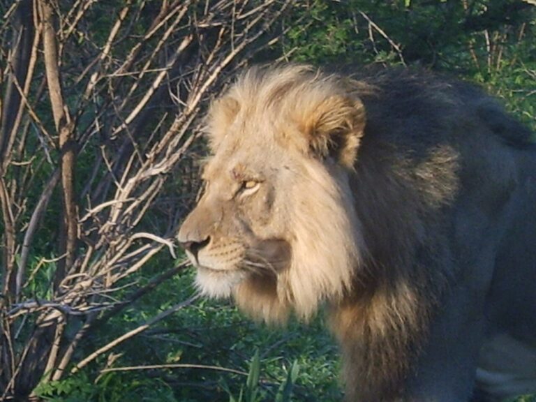 Central Kalahari Game Reserve: Desert Lions and the Green Season