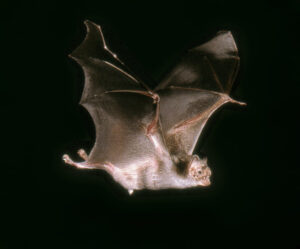 Common Vampire Bat