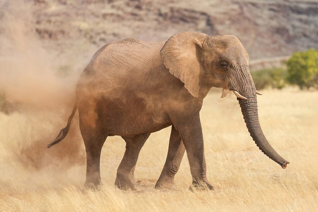 Desert-adapted Elephants and Rhinos of Damaraland
