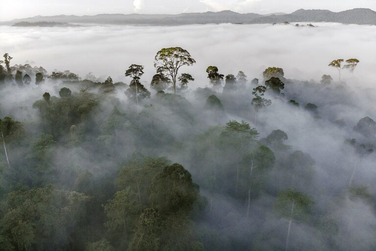 Danum Valley Rainforest Guide