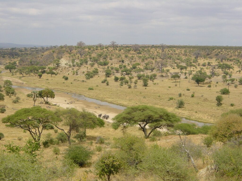 East Africa vs Southern Africa: Which Safari Region Is Right for You?